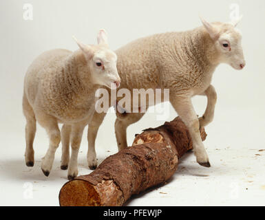 Two lambs, 8 weeks old, running, playing, jumping over log, male parts visible, dark brown hooves in air, side view. Stock Photo