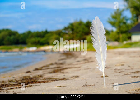 White seagull feather on the beach. Estonia Stock Photo