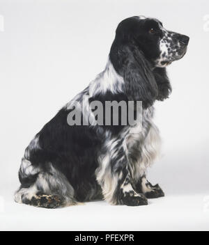 Seated black and white Cocker Spaniel (Canis familiaris), side view Stock Photo