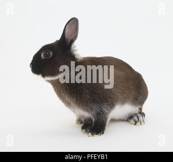 Netherland Dwarf domestic rabbit (Oryctolagus cuniculus), facing sideways Stock Photo