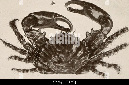 . Decapod crustacea of Bermuda. Decapoda (Crustacea) -- Bermuda Islands. . Please note that these images are extracted from scanned page images that may have been digitally enhanced for readability - coloration and appearance of these illustrations may not perfectly resemble the original work.. Verrill, A. E. (Addison Emery), 1839-1926. New Haven, Conn. , The Tuttle, Morehouse &amp; Taylor Press Stock Photo