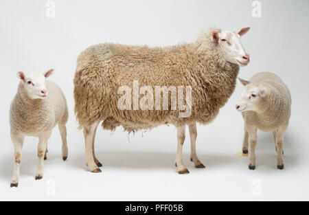 Ewe with two lambs (Ovis aries) Stock Photo
