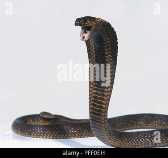 Egyptian cobra (Naja haje), head raised Stock Photo