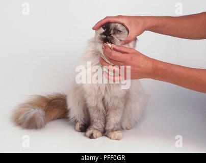Feeding a cat a tablet hidden in food. Stock Photo