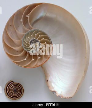 Cross-section of Nautilus shell Stock Photo