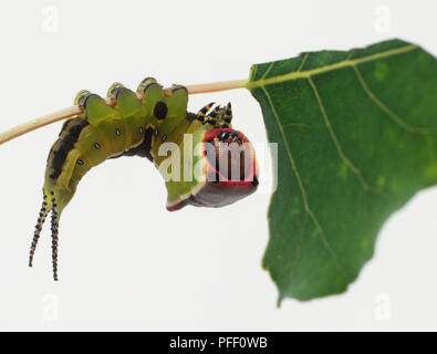 Puss Moth Caterpillar, Cerura vinula, on branch. Stock Photo