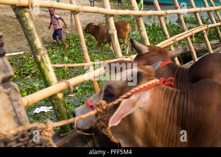 DHAKA, BANGLADESH - AUGUST 18 : Sellers transport sacrificial animals on a boat to cattle market ahead of Eid-ul-Azha in Dhaka , Bangladesh on August  Stock Photo