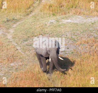 Single elephant walking on a wild track in the Okavango delta (Botswana), aerial shot Stock Photo