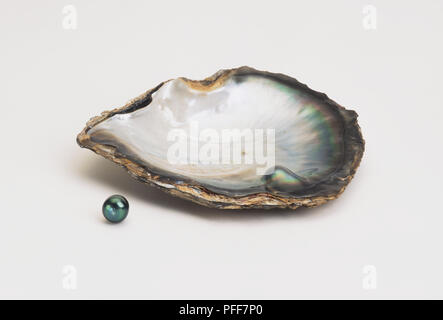 Black Lipped Pearls | 株式会社清美堂真珠