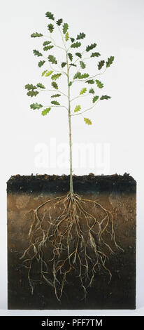 Quercus sp., a four-year-old Oak sapling, cross section view showing root system Stock Photo