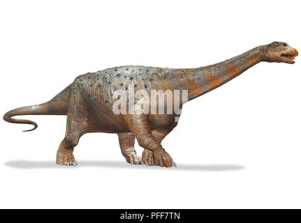 Saltasaurus, 'salta lizard', side view. Stock Photo