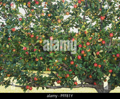 Malus sp., fruit growing on Apple tree. Stock Photo