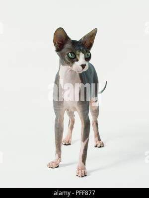 Sphynx cat (Felis silvestris), covered in short, silky down, white front, half white, half grey face, grey body, large green eyes and jugged ears, front view Stock Photo