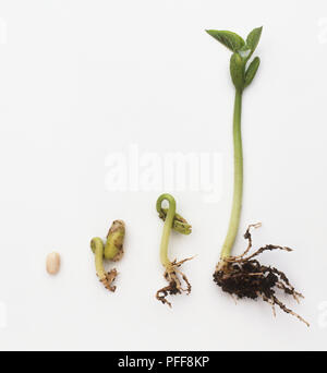 germinating-seed-four-stages-