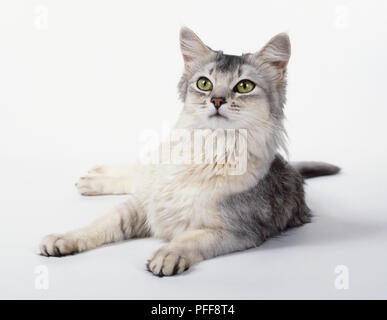Silver Somali cat with well-spaced expressive eyes