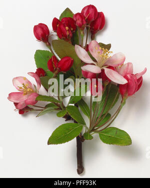 Rosaceae, Malus floribunda, Japanese Crab Apple, elliptic leaves on vigorous shoots, deep red flower buds opening pale pink becoming white, in cluster. Stock Photo