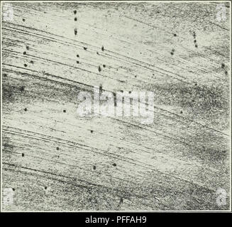 . Defects in timber caused by insects. Wood; Forest insects. 36 ...