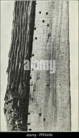 . Defects in timber caused by insects. Wood; Forest insects. Fig. -Pinholes caused by the pine-wood stainer (Onathot)ichus materiarius) POWDER POST Powder post is that class of defects in which the larvae of insects reduce the wood fibers of seasoned or partially seasoned wood to a powderlike condition by boring through the wood, which is both their shelter and their food. Powder post occurs only in the seasoned or partially seasoned sap- wood or heartwood of both hardwoods and softwoods. Logs, bolts, timbers, lumber, and crude or finished prod- ucts are attacked. The infested wood is al- ways Stock Photo