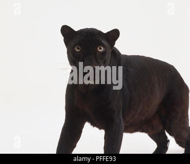Standing Black Panther (Panthera pardus), looking at camera. Stock Photo