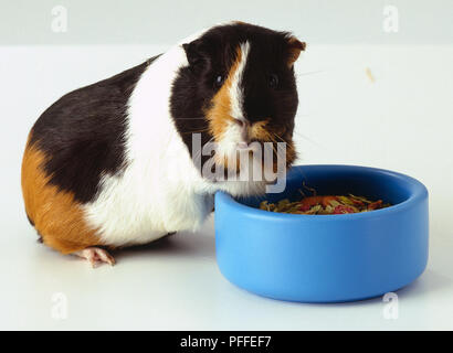 Tortoiseshell coloured guinea pig leaning Into a bowl full of food. Stock Photo