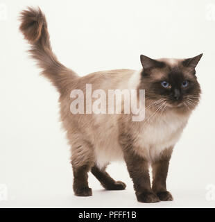 A Ragdoll cat standing up with blue eyes and cream fur with dark brown points and tail up in the air Stock Photo