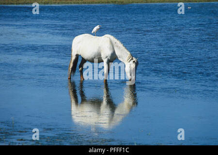 White Camargue horse drinking water in lake with bird sitting on its back. Stock Photo