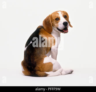 Seated beagle looking over shoulder Stock Photo