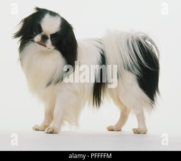 Black and white coloured Japanese Chin dog (Canis familiaris), head turned towards camera, side view. Stock Photo