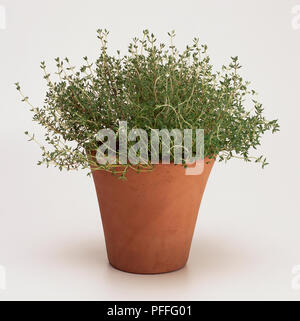 Common Thyme, Thymus Vulgaris, in Plant Pot. Stock Photo
