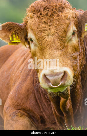 Bull, Limousin bull laid down with brass ring through his nose.  Close up head shot. Stock Photo