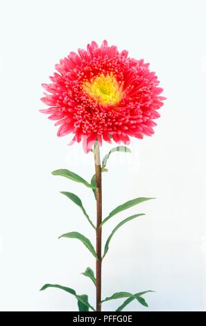 Pink and yellow flower from Callistephus chinensis Princess Series 'Giant Princess' (China aster) Stock Photo