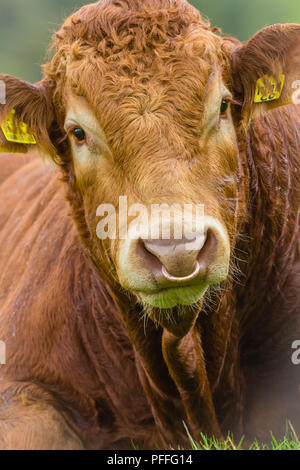 Bull, Limousin bull laid down with brass ring through his nose.  Close up head shot. Stock Photo