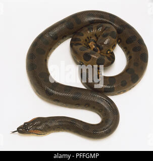 Overhead view of a Green Anaconda with its tail tightly coiled, also showing the dappled markings of the skin. The head shows the eyes and forked tongue emerging from the mouth. Stock Photo