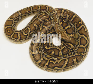Overhead view of a coiled Burmese Python showing the rich skin colours ...