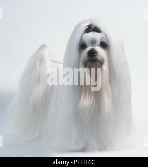 Maltese dog (Canis familiaris), showing off long white coat, front view.