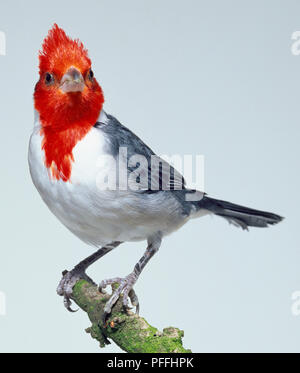 Front/side view of a Red-Crested Cardinal, perching on a lichen-covered branch, facing forwards, showing its impressive red crest, white collar, grey back and long, ground-feeder's legs. Stock Photo