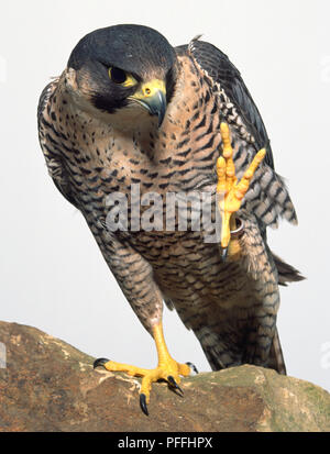 Front view of a Peregrine Falcon pale-breasted form, standing on a rock, with one foot held in the air. The falcon is looking down at the foot. Stock Photo