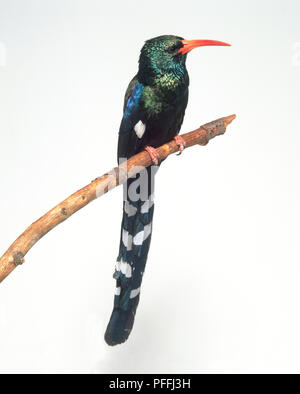 Green wood hoopoe (Phoeniculus purpureus), perched on a branch, displaying its long red bill and long tail feathers Stock Photo