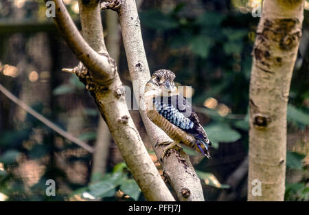 Australia Nothern Territory Darwin  Kakadu National Park - blue-winged kookaburra -Dacelo leachii Stock Photo