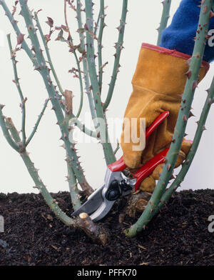 Pruning a rose bush with secateurs, close-up Stock Photo