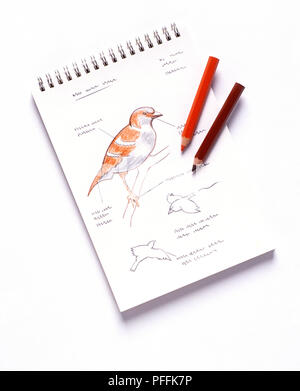 Study of sparrow on branch and in flight, on spiral-bound notebook Stock Photo