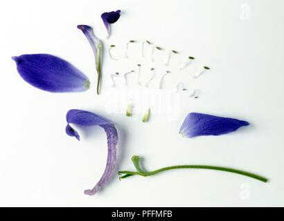 Larkspur blue flower close up Delphinium cultorum Stock Photo - Alamy