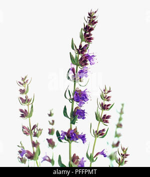 Hyssopus officinalis (Blue Hyssop)), spikes of small tubular flowers and small lance-shaped leaves on thin stems Stock Photo