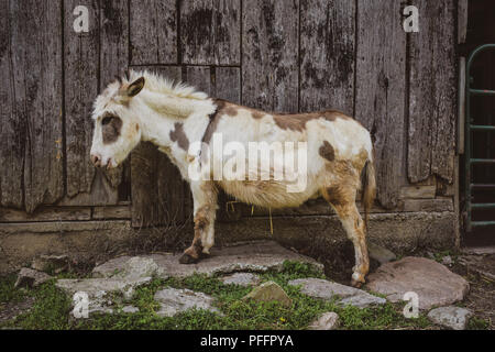 Brown and White Miniature Donkey in Front of Barn Stock Photo