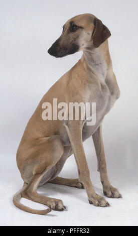 A slender light brown sloughi dog sits on its haunches and glances back to the right over its shoulder Stock Photo