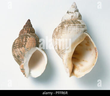 Two Common Northern Whelk shells (Buccinum undatum), close up. Stock Photo