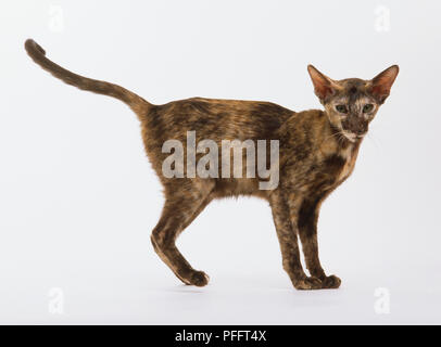 Tortoiseshell Oriental Shorthair Cat (Felis catus) sitting down ...