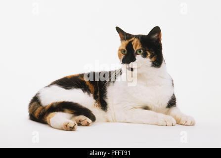 A brown, black and white tortoiseshell Cat (Felis catus) eating from a ...