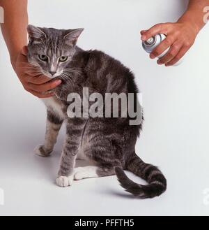 Grey tabby cat being sprayed with flea spray Stock Photo