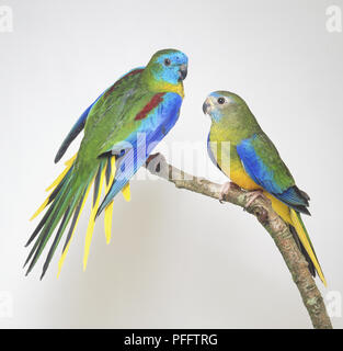 TWO TURQUOISINE GRASS PARAKEETS - SIDE VIEW Stock Photo